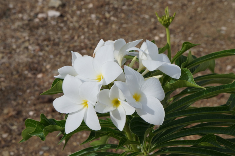 day, background, freshness, white, flower Head, outdoors, leaf, flowering plant, petal, garden, beauty in nature, plant part, focus on foreground, inflorescence