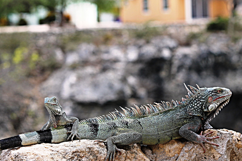 animal scale, resting, animal, rock, animals, one animal, vertebrate, focus on foreground, lizard, animal body part, side view, 1080P, solid, nature, animals in the wild