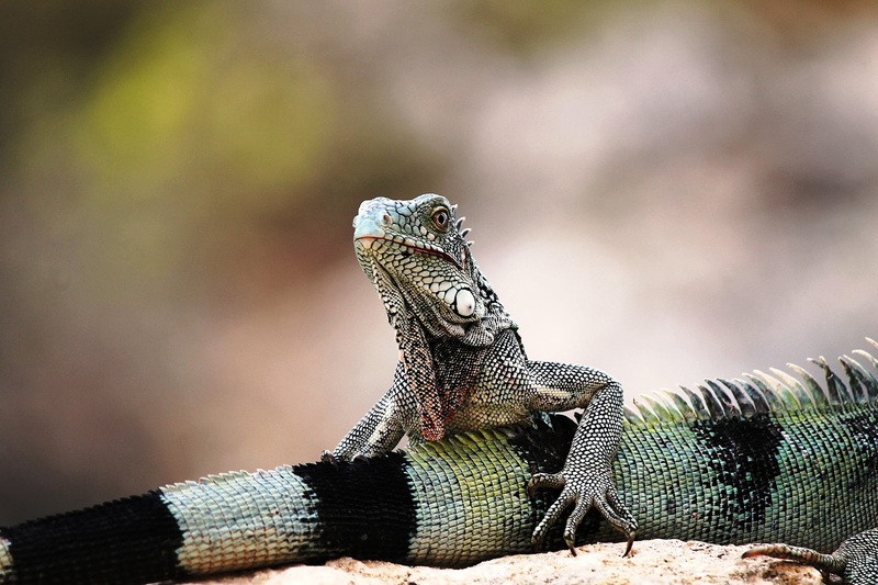animal head, animal scale, animal wildlife, animal themes, 1080P, focus on foreground, solid, one animal, vertebrate, outdoors, day, side view, iguana