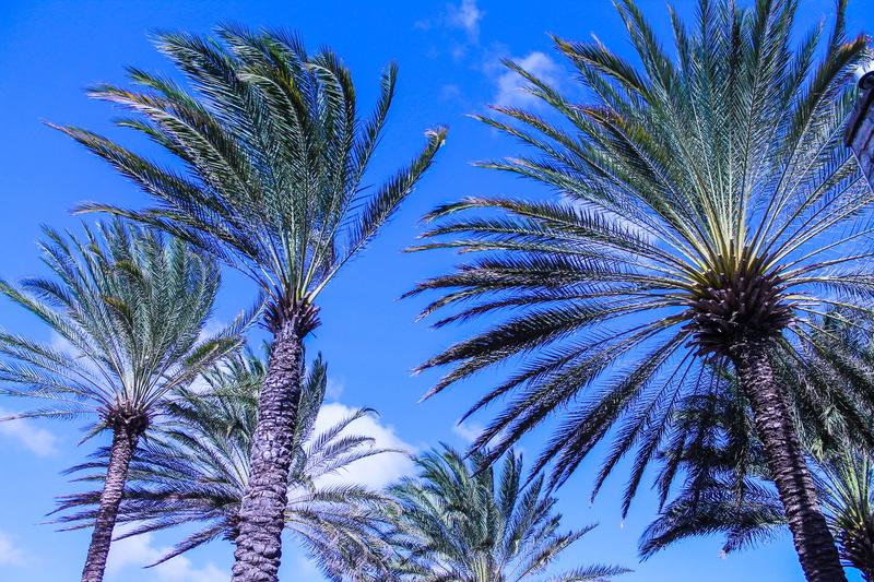 tree trunk, outdoors, beauty in nature, tropical tree, clear sky, palm tree, nature, tropical climate, caribbean, sky, palm, tree, low angle view, beach