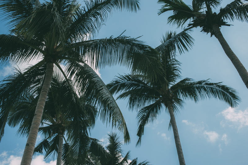 growth, trunk, coconut palm tree, 5K, manila, outdoors, island, summer, plant, day, makati, palm tree, leaf, palm trees, tropical, low angle view, tropical tree