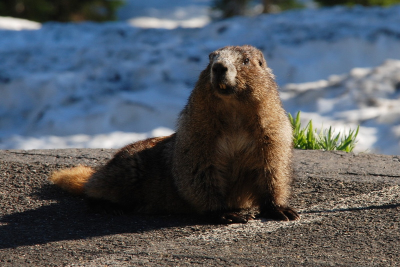 mammal, north america, outdoors, animal wildlife, sitting, marmot, washington state, vertebrate, full length, nature, sunlight, bear, land, animals in the wild