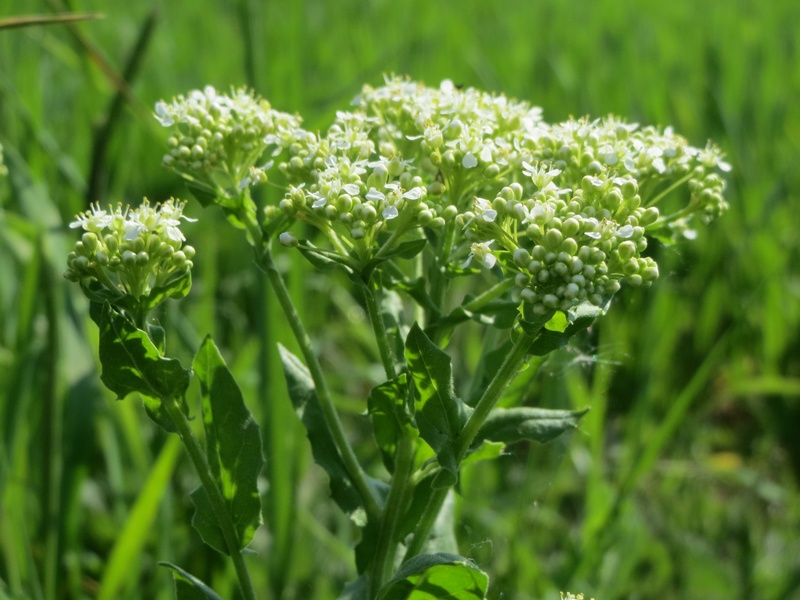 selective focus, flora, growth, beauty in nature, field, leaf, botany, herb, focus on foreground, freshness, no people, flower, day, plant, vulnerability