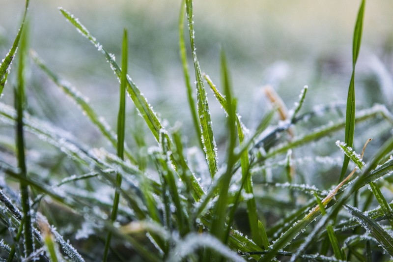 outdoors, blade of grass, water, day, grass, 5K, cold temperature, land, vulnerability, freshness, nature, frozen, growth, hoary, plant, no people, selective focus