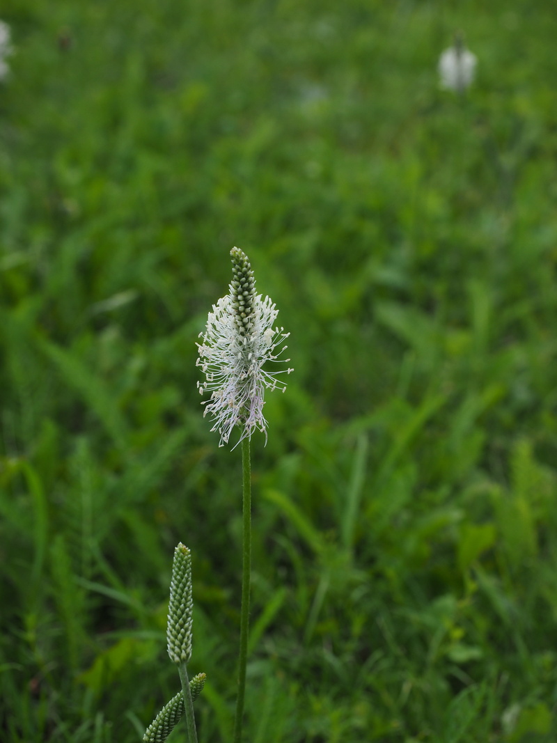 flower head, 4K, wildflowers, nature, plantain, spring flowers, freshness, plantago, field, white, wild grass, bloom, blossom, plantago media, day, no people