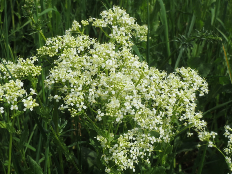 white color, freshness, whitetop, botany, close-up, vulnerability, lilac, flower head, inflorescence, green color, nature, petal, outdoors, flower, fragility