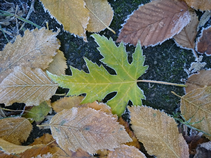 green color, beauty in nature, outdoors, nature, change, icy, prague, icing, frost, full frame, colors, leaf, fall, vršovice, frosty, autumn, 2K, plant part