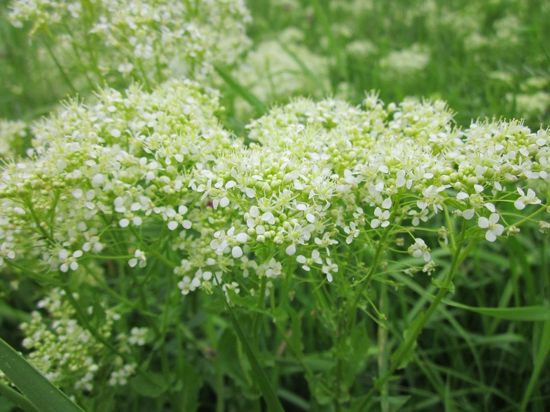 no people, tranquility, plant, flowering plant, nature, whitetop, flower head, plant part, selective focus, flora, close-up, hoary cress, beauty in nature