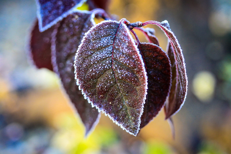 hoary, foliage, holidays, food, day, growth, burgundy, autumn, frost frost, 4K, som, bokeh, plant, ice, frozen, beauty in nature, mood, color, red ring som