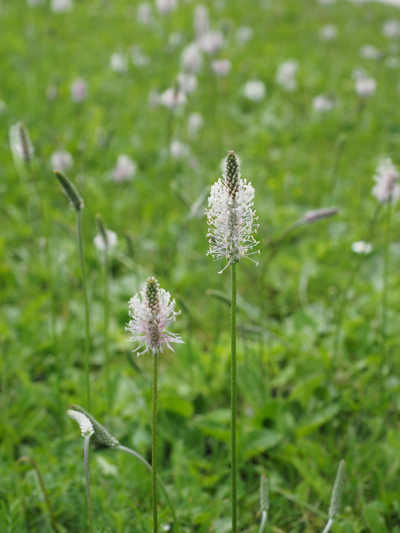 petal, focus on foreground, beauty in nature, fragility, plantago, meadow, wild flower meadow, close-up, plant stem, land, wild grass, no people, hoary