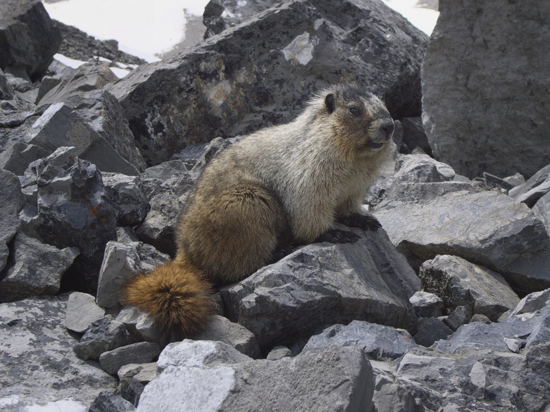 day, rock, animal themes, glacier, animal wildlife, animals in the wild, Nature, 2K, rock - object, rodent, outdoors, Marmot, alberta, mammal, Glacier