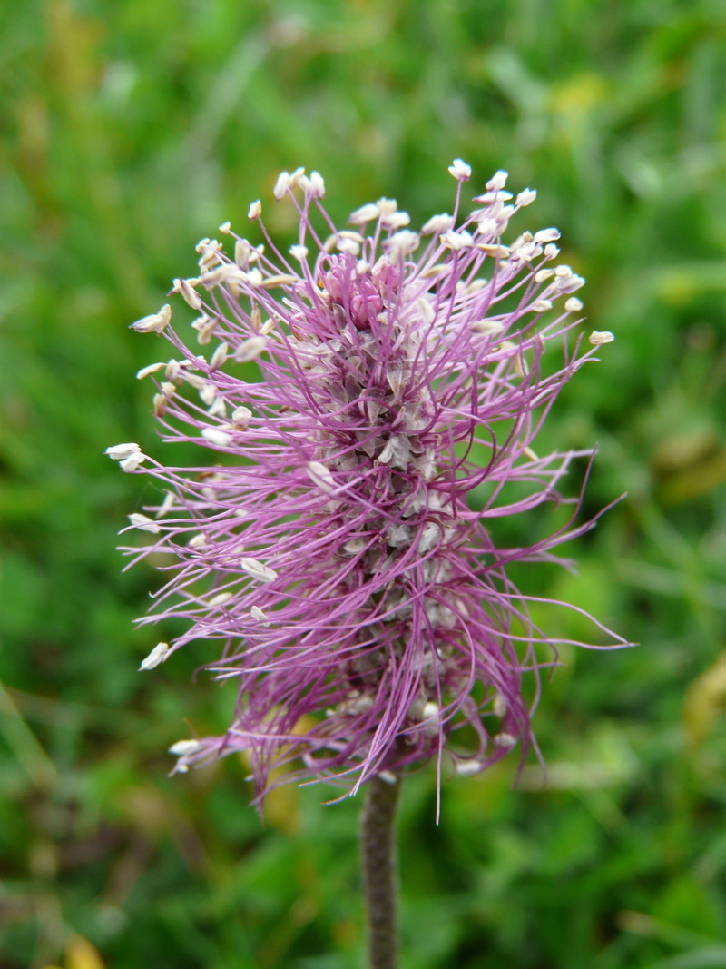 plant, outdoors, day, freshness, meadow, focus on foreground, vulnerability, field, plantain, wild flower meadow, blossom, flower head, inflorescence, wild grass