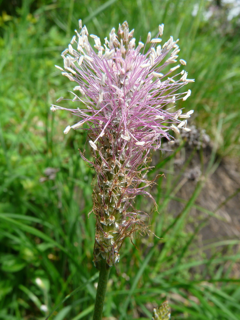 2K, flower, bloom, vulnerability, green color, close-up, inflorescence, growth, spring flower, hoary plantain, nature, plant, flowering plant, flower head