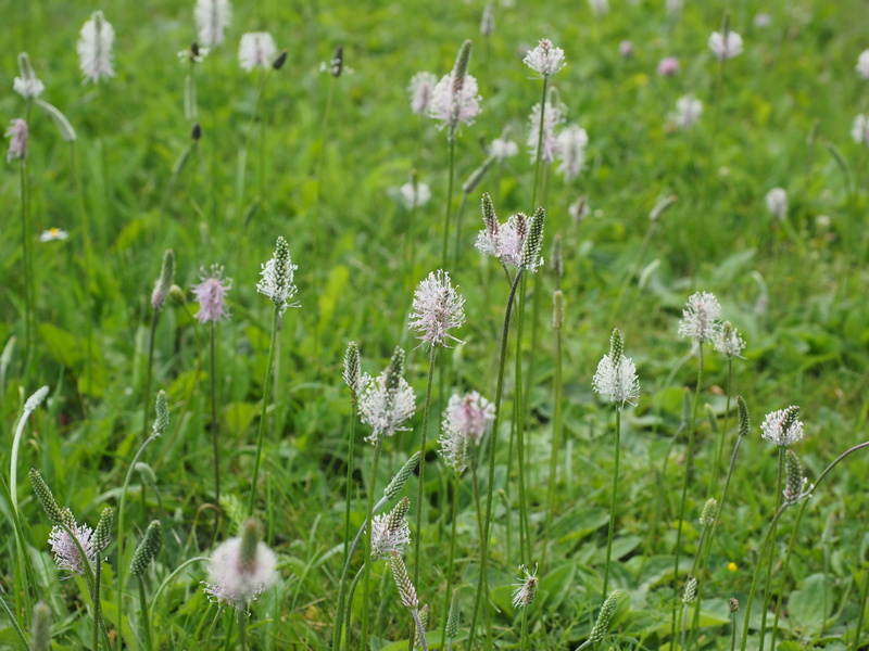 pink, field, outdoors, purple, freshness, blossom, bloom, growth, beauty in nature, no people, wild flower meadow, spring flowers, day, flower head, flower