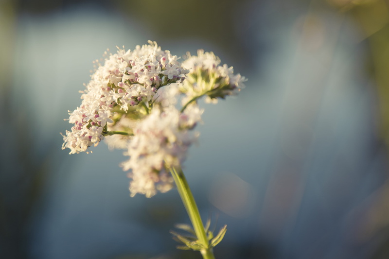 hornet, nature, cherry blossom, freshness, fragility, blossom, flower, flowering plant, botany, invertebrate, growth, no people, plant, inflorescence, andrena