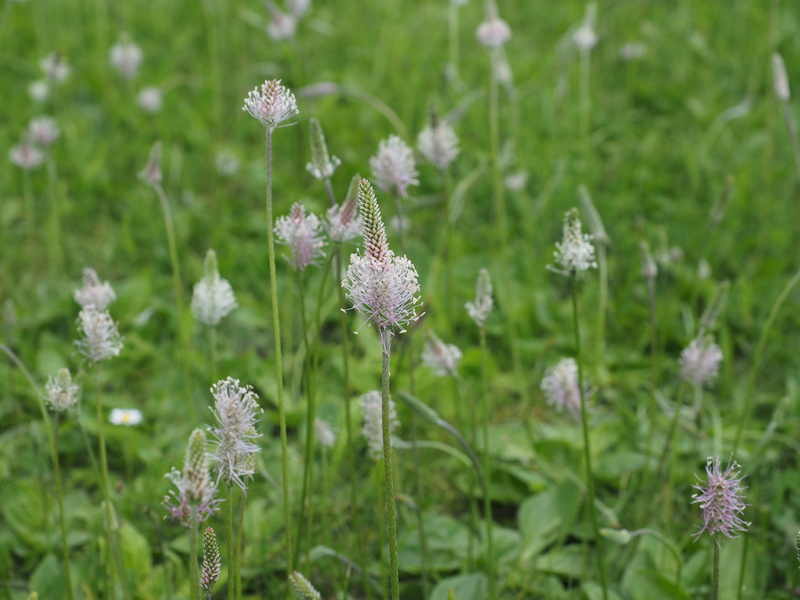 close-up, plantago, green color, plant, spring, no people, meadow, plantago media, growth, flower, blossom, fragility, day, nature, grass, pink, wildflowers