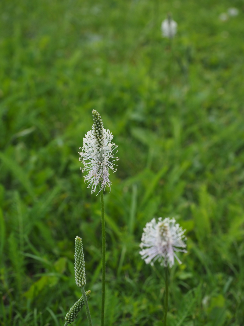 spring flowers, plant stem, beauty in nature, wild flowers, vulnerability, field, no people, wildflowers, freshness, fragility, blossom, flowers, plant