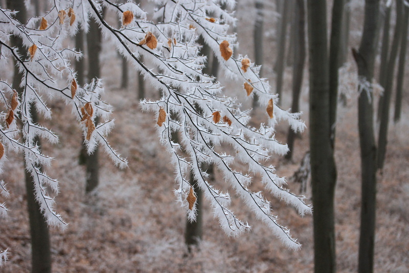 outdoors, plant, pine tree, cold temperature, focus, winter landscape, tranquility, tree, snowy landscape, ice, focus on foreground, woodland, pine woodland