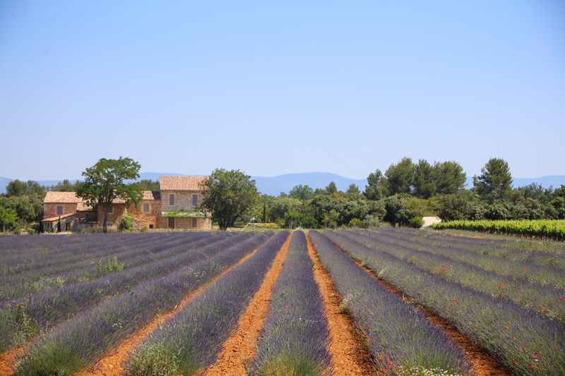 outdoors, lavender field, tranquil scene, rural scene, south of france, growth, landscape, winemaking, agriculture, farm, nature, crop, land, field, food and drink
