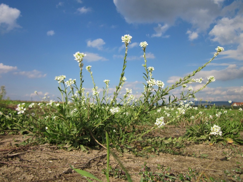vulnerability, plant, berteroa incana, outdoors, freshness, botany, day, fals hoary madwort, beauty in nature, nature, cloud - sky, hoary alison, tranquil scene