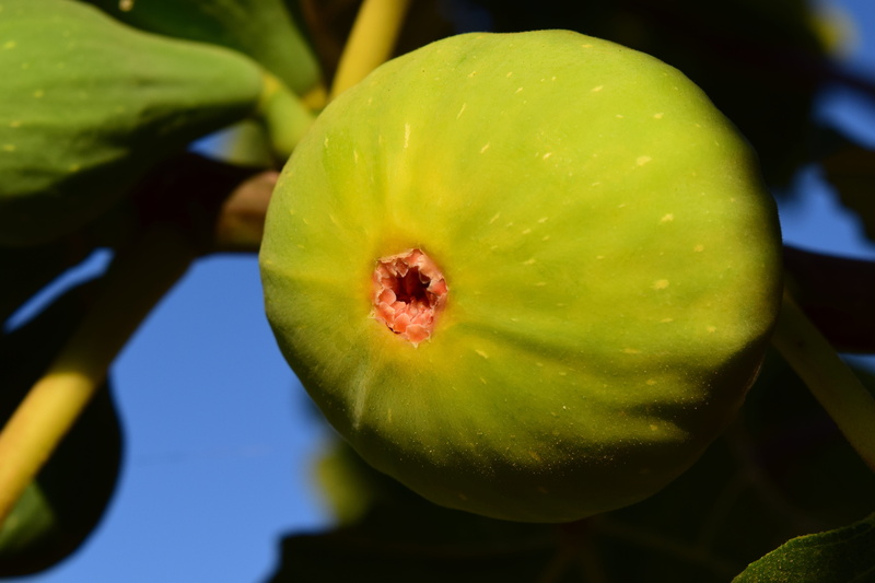 fig, real coward, healthy eating, fig fruit, day, no people, 5K, sunlight, focus on foreground, edible, ripe, nature, wellbeing, growth, starfruit, fruit