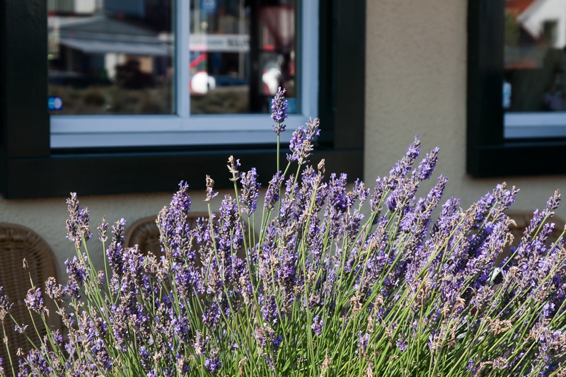 fragrance, freshness, herb garden, bloom, nature, fragility, violet, mediteran, growth, day, herbs, beauty in nature, architecture, focus on foreground