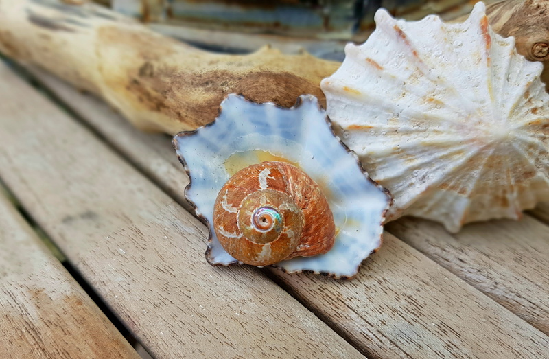 spiral, wooden, vertebrate, selective focus, holiday, outdoors, mediteran, wood - material, nautillus, indoors, still life, plank, nature, maritime, housing