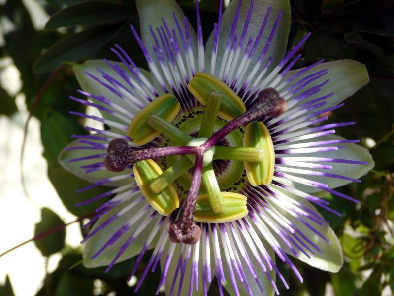 flowering plant, 2K, purple, focus on foreground, beauty in nature, mediteran, Close, inflorescence, no people, day, flower head, vulnerability, fragility