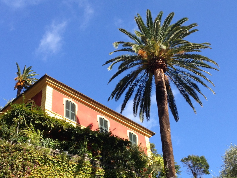 date palm tree, tropical climate, residential district, no people, building, building exterior, coconut palm tree, nature, day, apartment, holiday, growth