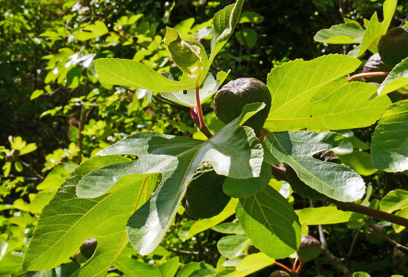 plant part, vertebrate, nature, figs, one animal, plant, branch, day, back light, animal wildlife, real coward, tree, green color, mediteran, food, leaves