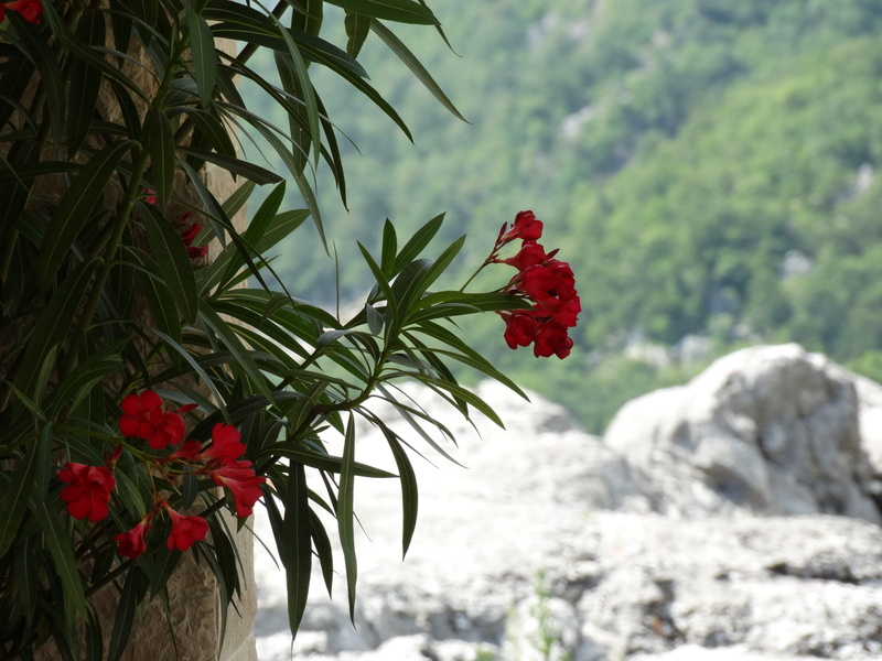 nature, focus on foreground, inflorescence, growth, 5K, plant, flower head, outdoors, green color, mediteran, freshness, plant part, blossom, flower, no people