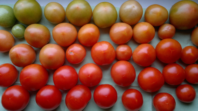 for sale, collage, fruit, Food, mediterranean cuisine, high angle view, in a row, close-up, red green, nachtschattengewächs, vegan, Green, about, colorful