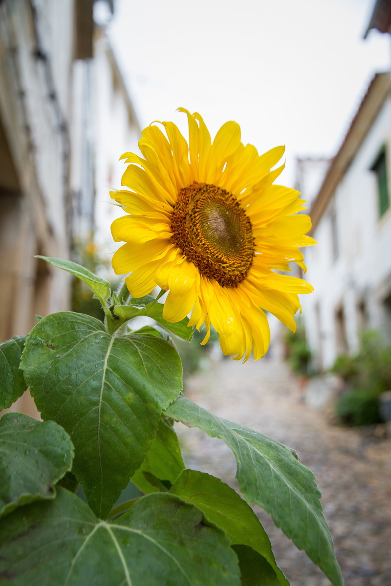 vulnerability, sun flower, inflorescence, agriculture, nature, portugal, mediteran, pollen, bloom, no people, beauty in nature, yellow, sunflower, blossom