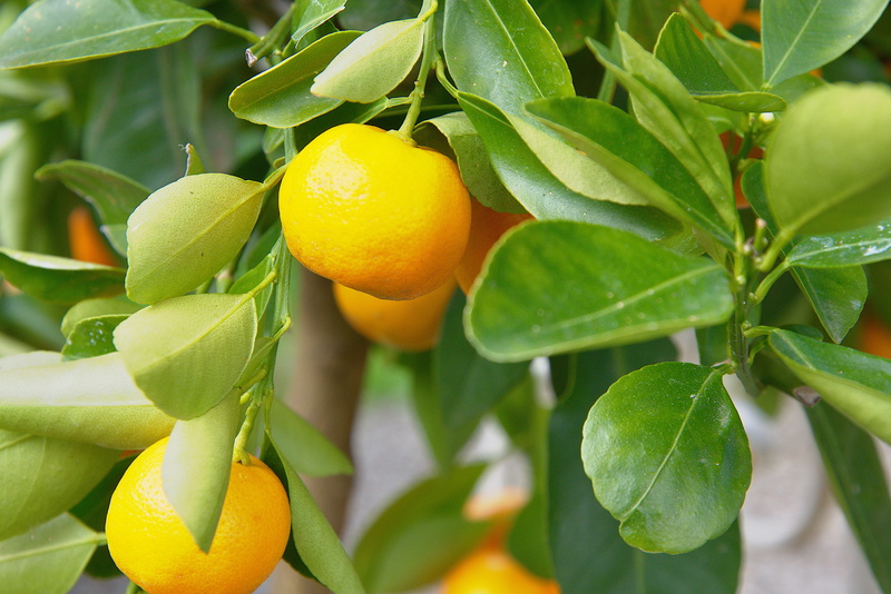 plant, mediteran, yellow, fruit tree, orange color, fruits, 5K, green color, frisch, tree, agriculture, growth, nature, branch, food, organic, leaf, fruit