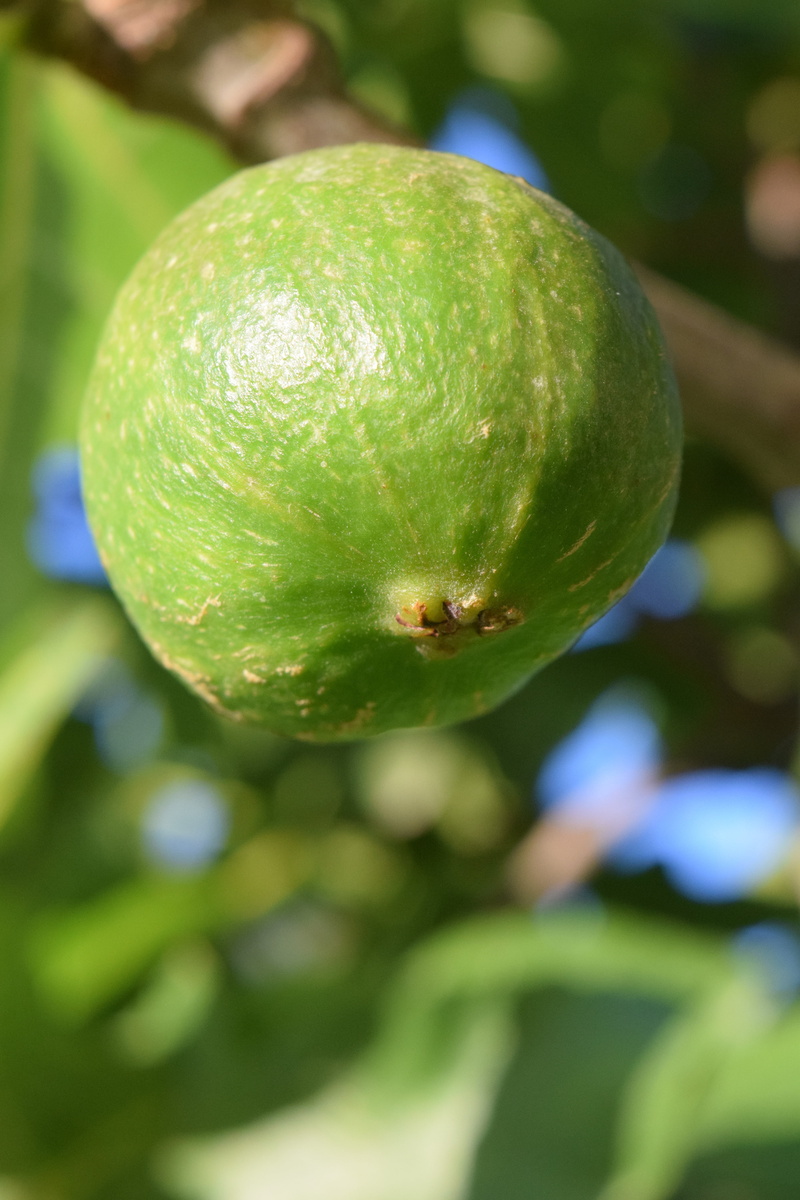 tree, leaf, nature, outdoors, sunlight, fig, 5K, wellbeing, branch, day, fruit, beauty in nature, green color, healthy eating, no people, mediteran, freshness