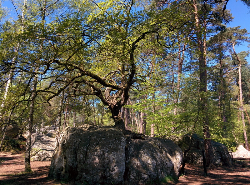 tree, 2K, forest, fontainebleau forest, tranquil scene, land, canon rock, trunk, fontainebleau, day, rock, no people, oak, nature, green color, plant