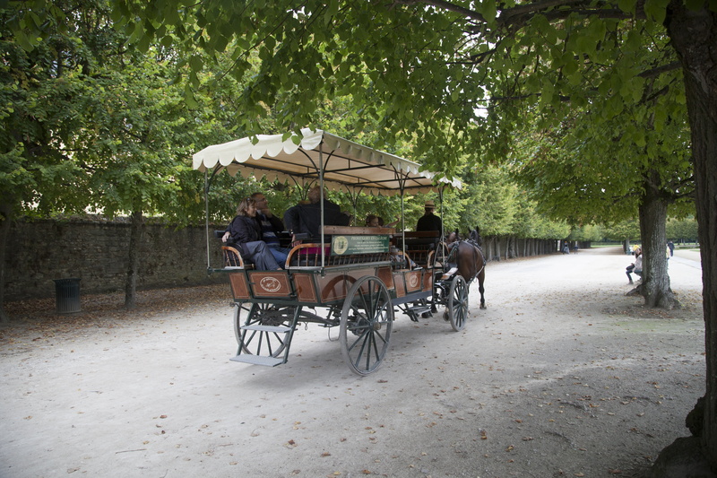 domestic, horse cart, working animal, tourism, nature, horsedrawn, 5K, leaves, vertebrate, good looking, horses, mode of transportation, cart, men, outdoors