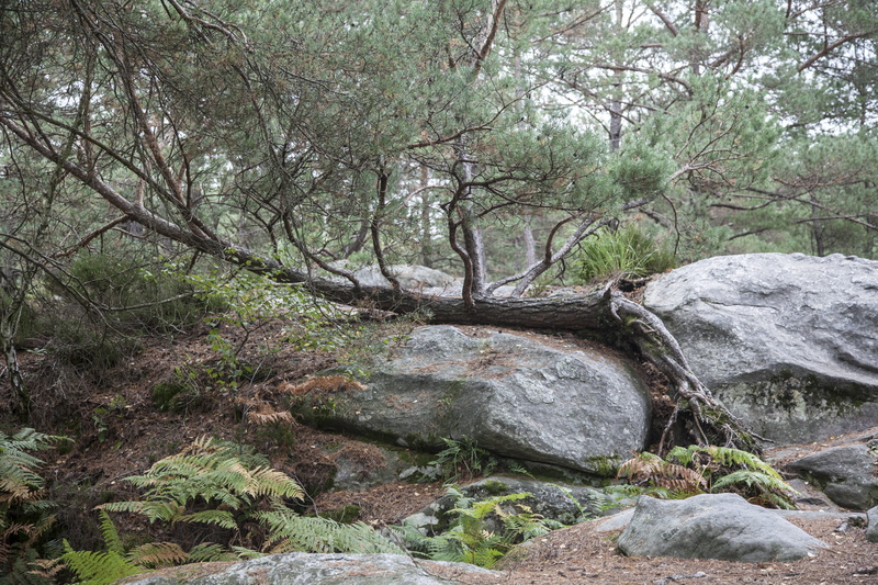 foliage, no people, rock, plant, path, leaves, water, beauty in nature, fontainebleau, outdoors, flowing, ride, woodland, nature, field, growth, flowing water
