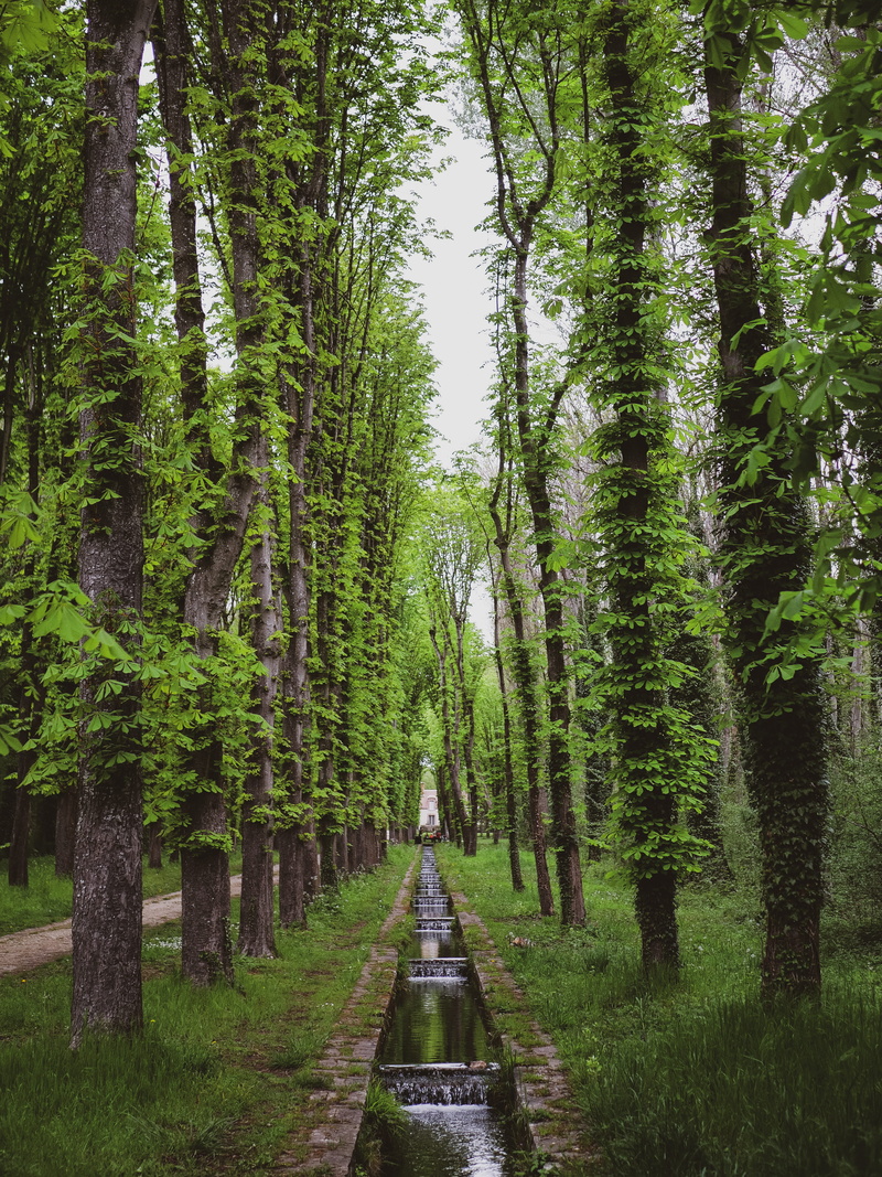 plant, green, nature, tree trunk, green grass, building, park, park du chateau, beauty in nature, treelined, forest, non-urban scene, day, outdoors, fountains