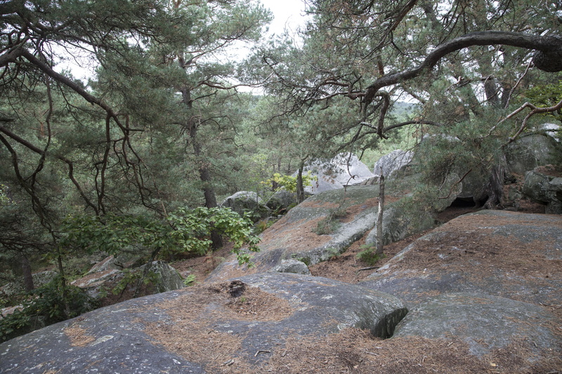 trees, landscape, flowing water, plant, land, beauty in nature, tree, fontainebleau, trunk, block, no people, undergrowth, foliage, foam, green, rock, wood