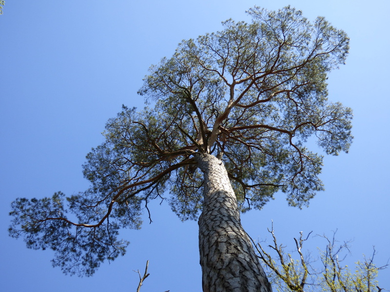 beauty in nature, plant, tree trunk, day, no people, tree, growth, branch, low angle view, blue, sky, tranquil scene, pine, fontainebleau, outdoors, nature
