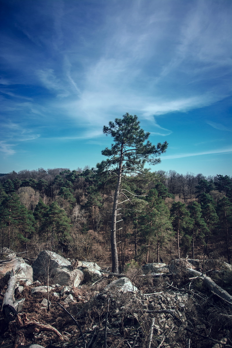 cloudy, nature, cloud - sky, land, landscape, forest, trees, tranquility, growth, no people, 1080P, photography, blue, tranquil scene, field, pin, non-urban scene