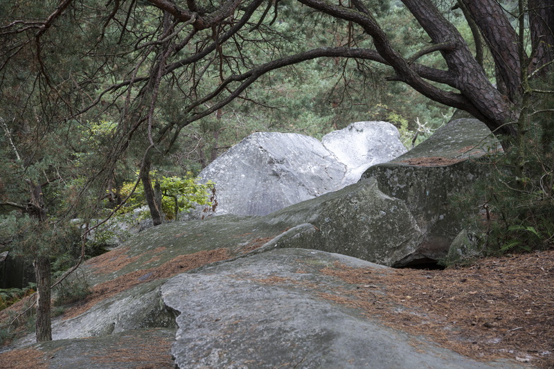 vegetation, landscape, trunk, field, leaves, beauty in nature, path, undergrowth, nature, non-urban scene, tranquility, rock - object, 5K, solid, outdoors