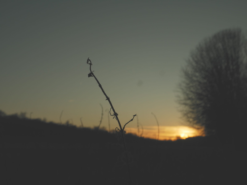 beauty in nature, blur style, trees, dusk, clear sky, landscape, cinematic, france, tranquil scene, 4K, castle, field, non-urban scene, silhouette, copy space