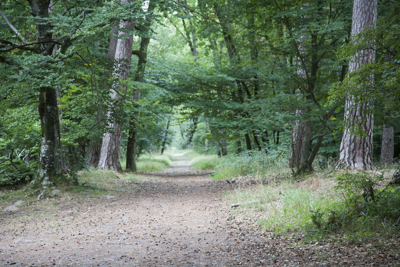 tree trunk, 5K, footpath, scenics - nature, path, hardwood, wood, fontainebleau, foliage, landscape, land, trees, nature, no people, non-urban scene, road