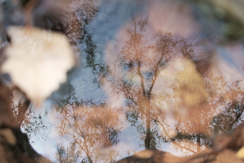 winter, tree, branch, beauty in nature, water, 4K, outdoors, snow, day, focus on background, plant, land, illusions, selective focus, growth, faces, sky