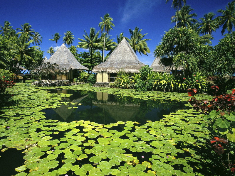 beauty in nature, water, naturaleza, floating, nature, plant, leaf, green color, day, no people, plant part, reflection, architecture, built structure