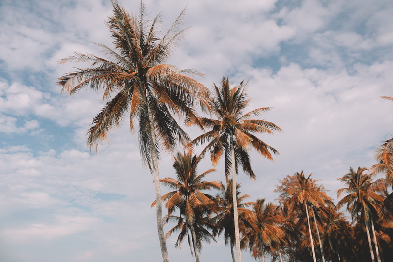 day, tropic, trunk, sky, beauty in nature, tree trunk, paradise, palmera, cloud - sky, angle, no people, outdoors, palm, cloudscape, low angle view, scene