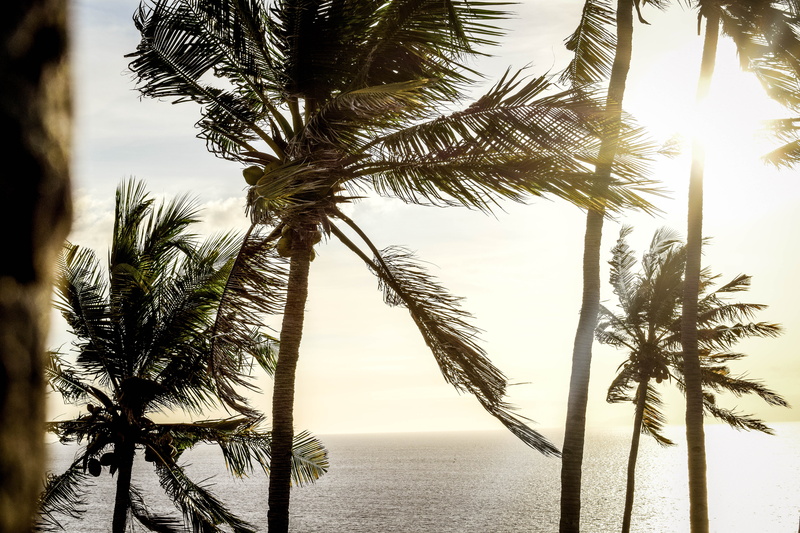 scenics - nature, plant, sky, nature, horizon over water, bali, palm trees, lombok, tranquility, trunk, palm tree, coconut, growth, no people, palm leaf
