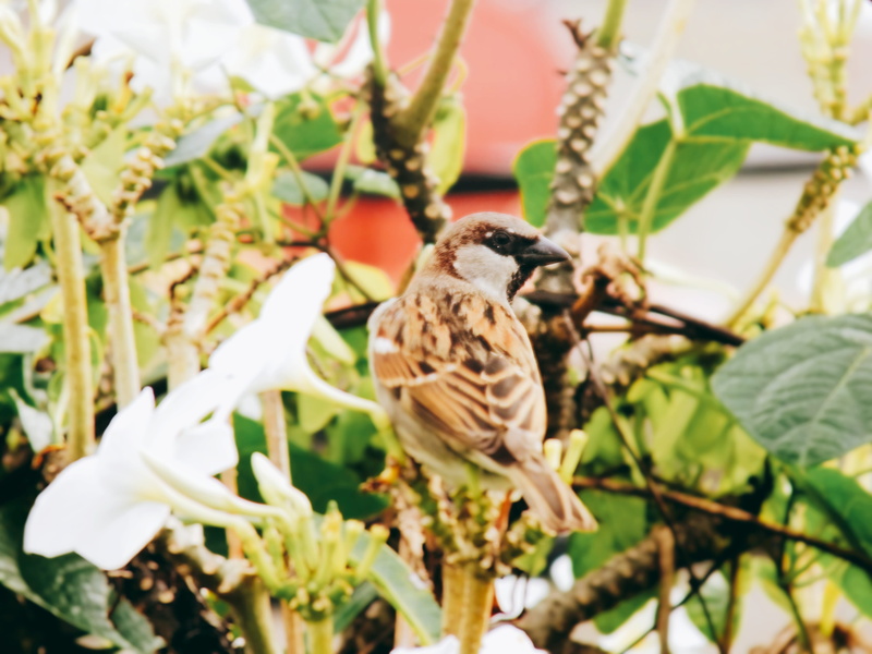 one animal, plant part, santo domingo, nature, black, close-up, animals in the wild, república dominicana, marron, day, leaf, perching, animal, 4K, dominican republic